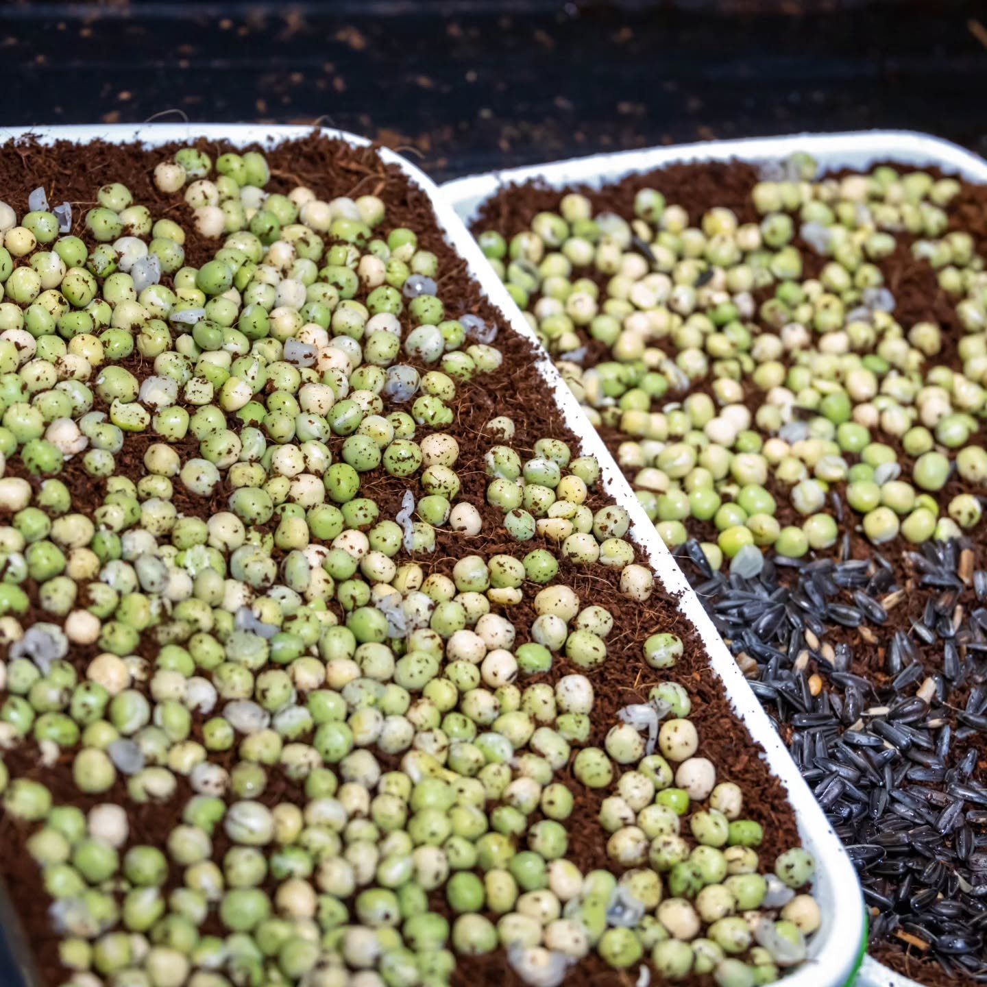 Image gallery marquee